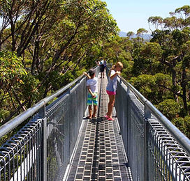 TREE TOP WALK